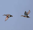 Gadwall (Male and female)