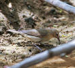 Garden Warbler