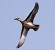 Garganey (Female)