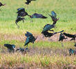 Glossy Ibis