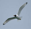 Great Black-headed Gull (Breeding plumage)