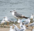 Great Black-headed Gull (Immature winter with Slender-billed Gulls)