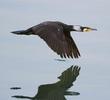 Great Cormorant