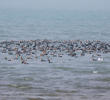 Great Cormorants