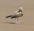 Greater Hoopoe-Lark (Juvenile summer)