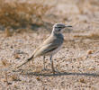 Greater Hoopoe-Lark (Male)