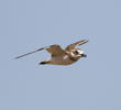 Greater Sand Plover (Non - breeding)