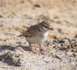 Greater Short-toed Lark