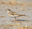 Greater Short-toed Lark