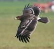 Greater Spotted Eagle (Juvenile)