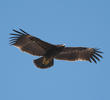 Greater Spotted Eagle