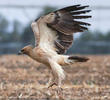 Greater Spotted Eagle (Pale morph, fulvescens)