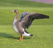 Greater White-fronted Goose (Juvenile)