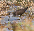 Green Sandpiper (Summer)