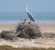 Grey Heron (Nest on Bubiyan)