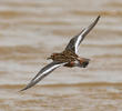 Grey Phalarope (Breeding plumage)