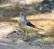 Grey Wagtail