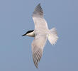 Gull-billed Tern (Breeding plumage)