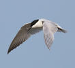 Gull-billed Tern