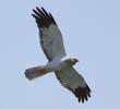 Hen Harrier (Male)