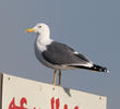 Heuglin’s Gull