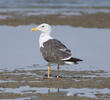 Heuglin’s Gull (Spring)