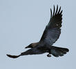 House Crow