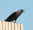 House Crow