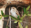 House Sparrow (Female)