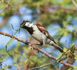 House Sparrow (Male breeding plumage)