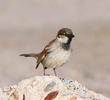 House Sparrow (Male winter)