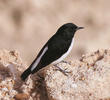 Hume’s Wheatear