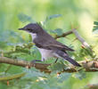 Hume’s Whitethroat (Autumn)