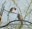 Hypocolius (Male and female)