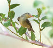 Icterine Warbler (Autumn)