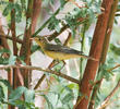 Icterine Warbler (Spring)