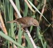 Indian Reed Warbler (Juvenile)