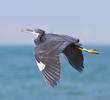 Indian Reef Heron (Dark morph)