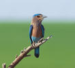 Indian Roller