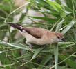 Indian Silverbill