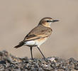 Isabelline Wheatear (Summer)