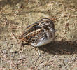 Jack Snipe