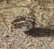 Jack Snipe