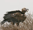 Lappet-faced Vulture