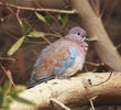 Laughing Dove (Juvenile)