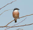 Lesser Grey Shrike (Breeding plumage)