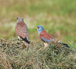 Lesser Kestrel (Female, left and male, right)