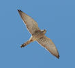 Lesser Kestrel (Female)