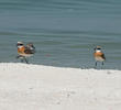 Lesser Sand Plover (Breeding plumage)