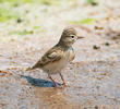 Lesser Short-toed Lark